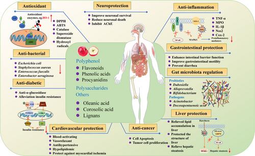 The hawthorn (Crataegus pinnatifida Bge.) fruit as a new dietary source of bioactive ingredients with multiple beneficial functions