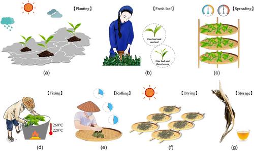 Preliminary exploration of acceptance and emotional responses to the key floral volatile compounds of Pu'er crude tea