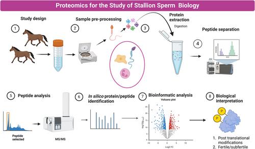 Proteomics is advancing the understanding of stallion sperm biology