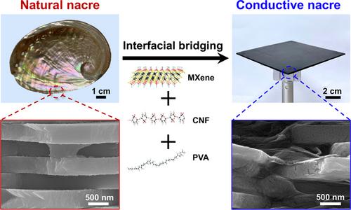 Strong and Tough MXene Bridging-induced Conductive Nacre