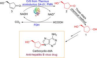 Chemoenzymatic synthesis of (1R,3R)-3-hydroxycyclopentanemethanol: An intermediate of carbocyclic-ddA