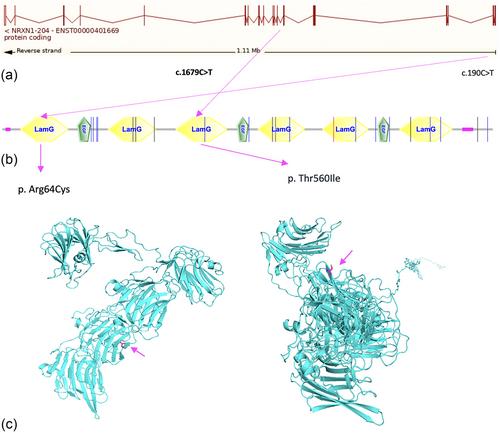 Rare heterozygous genetic variants of NRXN and NLGN gene families involved in synaptic function and their association with neurodevelopmental disorders