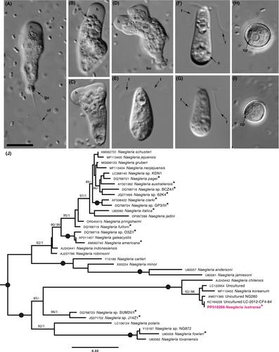 Isolation of Naegleria lustrarea n. sp. (Excavata, Discoba, Heterolobosea) from the feces of Ambystoma annulatum (Ringed Salamander) in Northwest Arkansas