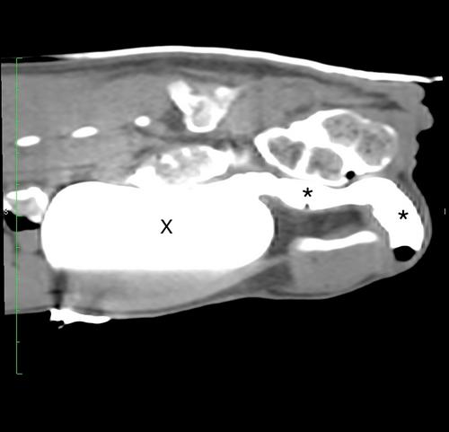 Placement of an artificial urethral sphincter in 8 male dogs with urethral diverticulum