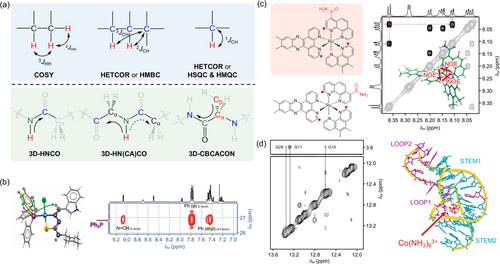 NMR spectroscopic investigations of transition metal complexes in organometallic and bioinorganic chemistry