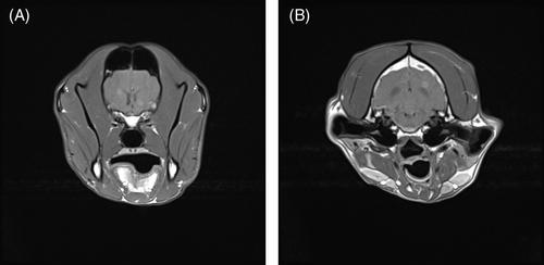 Clinicopathological and diagnostic imaging findings in a dog with neurocandidiasis