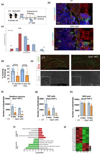 The integrated stress response promotes neural stem cell survival under conditions of mitochondrial dysfunction in neurodegeneration