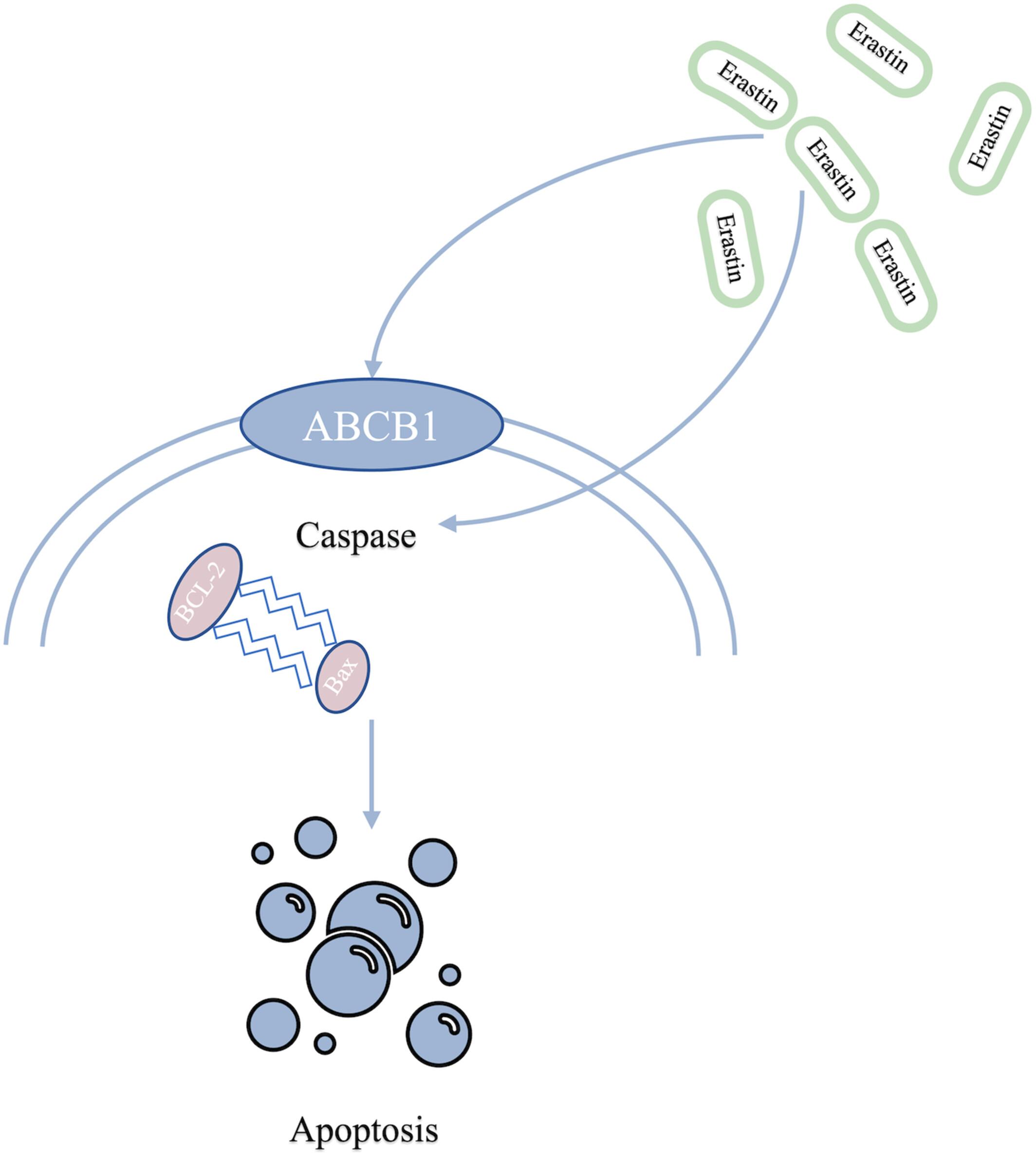 ABCB1-mediated docetaxel resistance reversed by erastin in prostate cancer