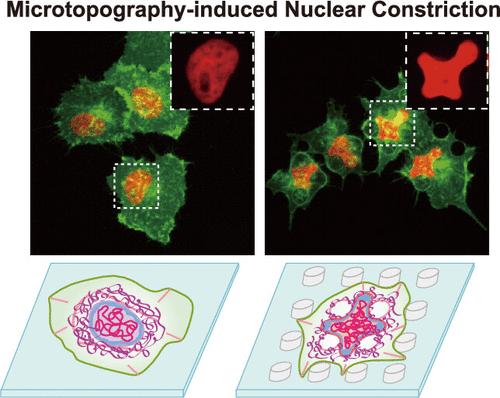 Microtopography-Induced Nuclear Deformation Triggers Chromatin Reorganization and Cytoskeleton Remodeling