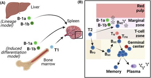 B-1 lymphocytes in adipose tissue as innate modulators of inflammation linked to cardiometabolic disease