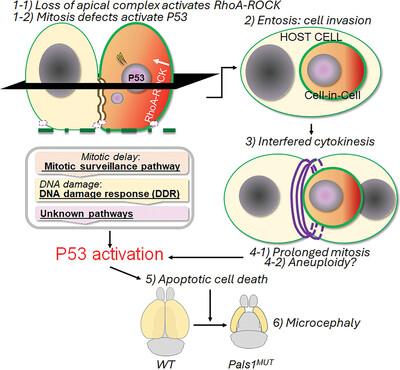 Entosis implicates a new role for P53 in microcephaly pathogenesis, beyond apoptosis