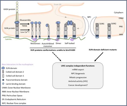 Life outside the LINC complex – Do SUN proteins have LINC-independent functions?