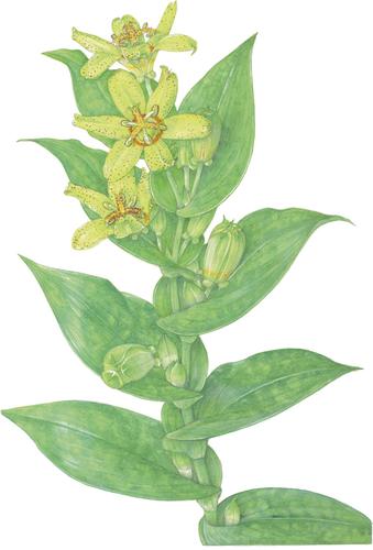 1089. Tricyrtis ohsumiensis Masam.: Liliaceae