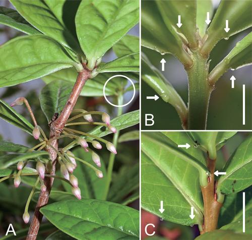 1093. Agapetes oxycoccoides J. Murata, Nob. Tanaka & Ohi-Toma: Ericaceae