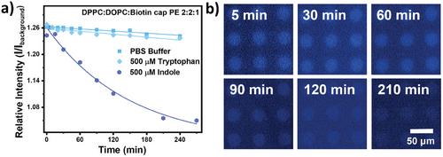 Stability of Immobilized Chemosensor-Filled Vesicles on Anti-Fouling Polymer Brush Surfaces