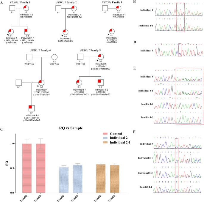 FBXO11 variants are associated with intellectual disability and variable clinical manifestation in Chinese affected individuals