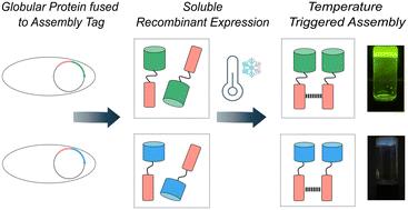 Supramolecular assembly of multifunctional protein gels via an N-glycosylation consensus sequence fusion domain†