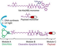 Modular and automated synthesis of oligonucleotide-small molecule conjugates for cathepsin B mediated traceless release of payloads†‡