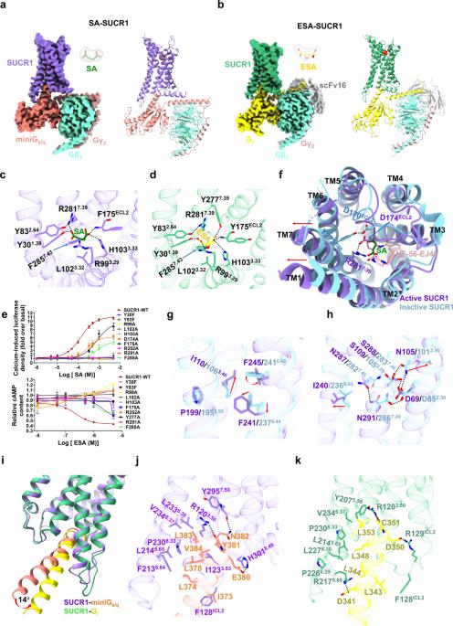 Molecular activation and G protein coupling selectivity of human succinate receptor SUCR1