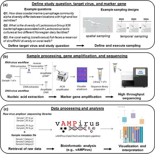 vAMPirus: A versatile amplicon processing and analysis program for studying viruses