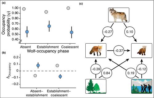 The pulsed effects of reintroducing wolves on the carnivore community of Isle Royale