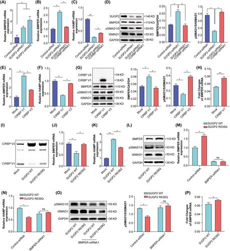 SUGP2 p.(Arg639Gln) variant is involved in the pathogenesis of hemochromatosis via the CIRBP/BMPER signaling pathway