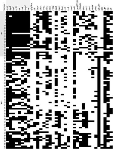 Virulence-associated genes in faecal and clinical Escherichia coli isolates cultured from broiler chickens in Australia