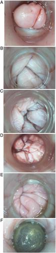 Evidence-based practice in canine artificial insemination