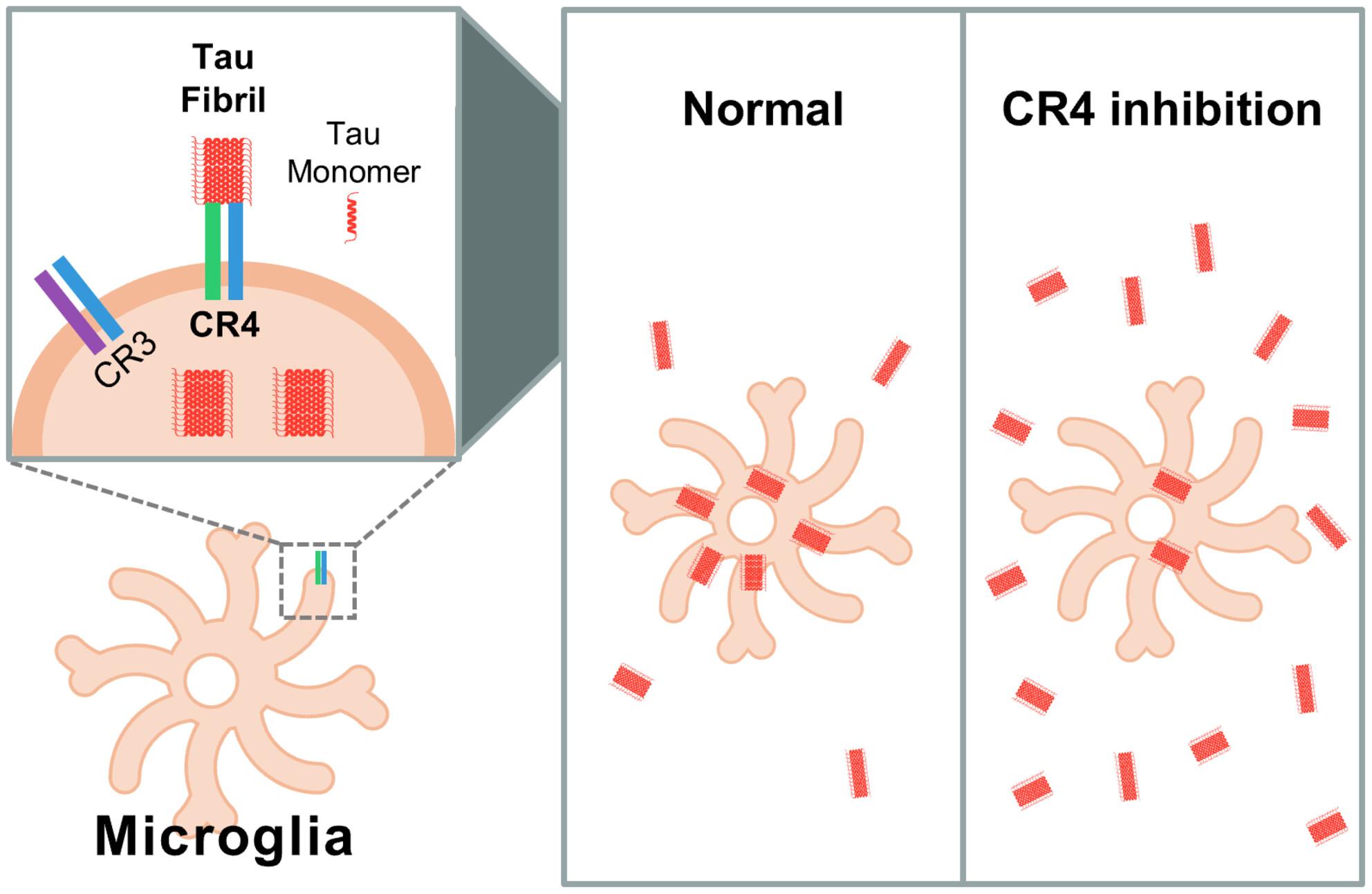 Complement receptor 4 mediates the clearance of extracellular tau fibrils by microglia