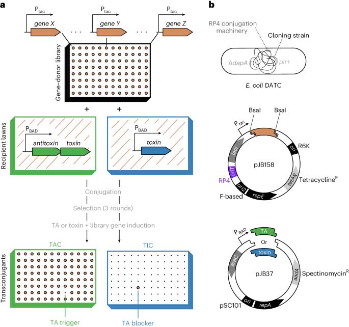 TAC–TIC, a high-throughput genetics method to identify triggers or blockers of bacterial toxin–antitoxin systems