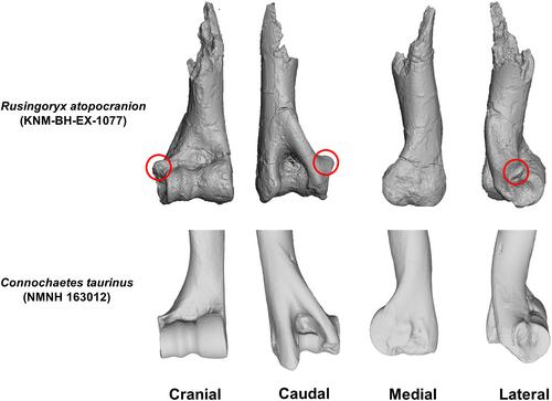 A 3D geometric morphometric analysis of the bovid distal humerus, with special reference to Rusingoryx atopocranion (Pleistocene, Eastern Africa)