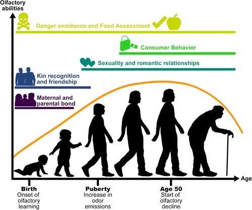 Smell throughout the life course