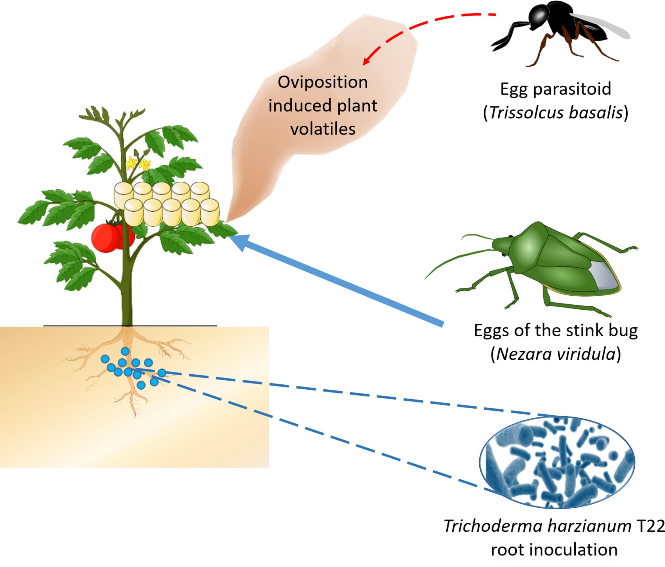 Root inoculation with beneficial soil microbes enhances indirect plant defences induced by insect feeding and egg deposition