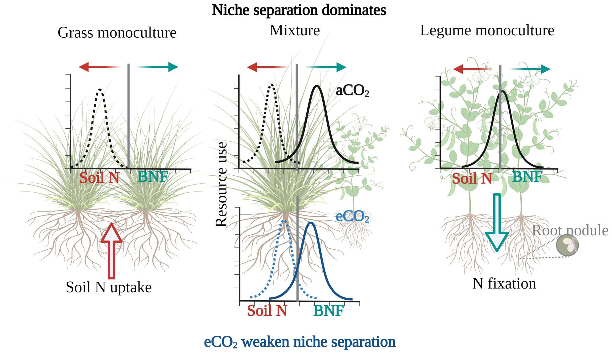 Nitrogen niche partitioning between tropical legumes and grasses conditionally weakens under elevated CO2