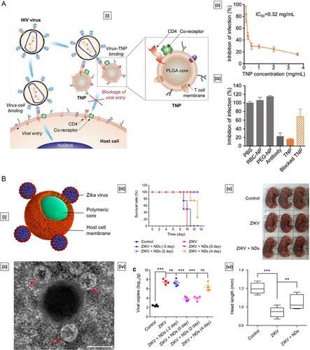 Cell Membrane-Coated Nanoparticles: A New Frontier in Immunomodulation