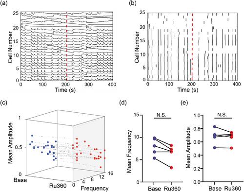 The mitochondrial calcium uniporter inhibitor Ru265 increases neuronal excitability and reduces neurotransmission via off-target effects