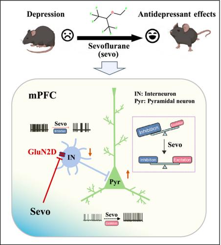 Sevoflurane acts as an antidepressant by suppression of GluN2D-containing NMDA receptors on interneurons