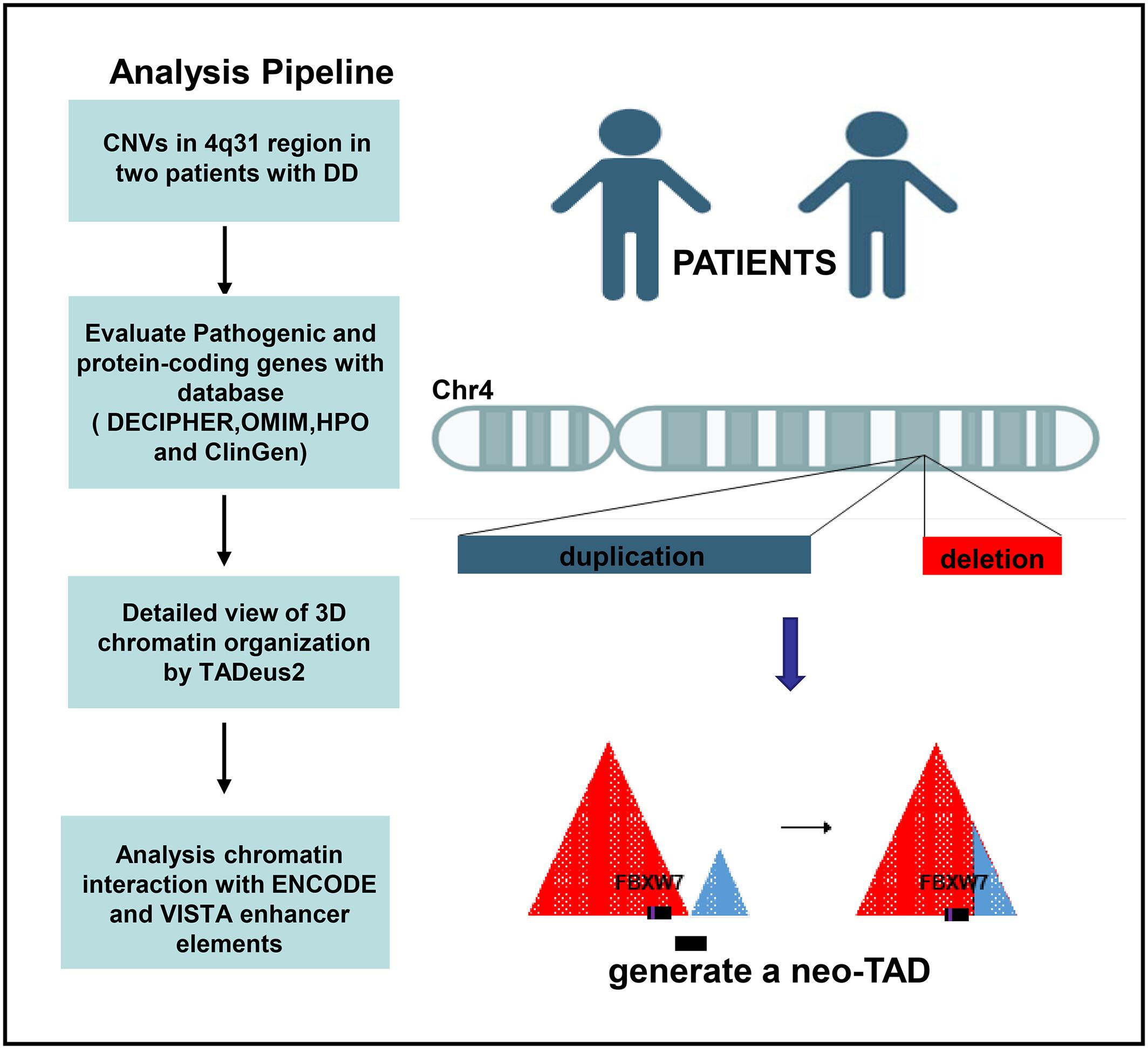 Copy number variants at 4q31.3 affecting the regulatory region of FBXW7 associated with neurodevelopmental delay