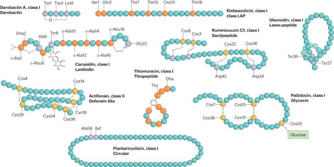 Bacteriocin diversity, function, discovery and application as antimicrobials