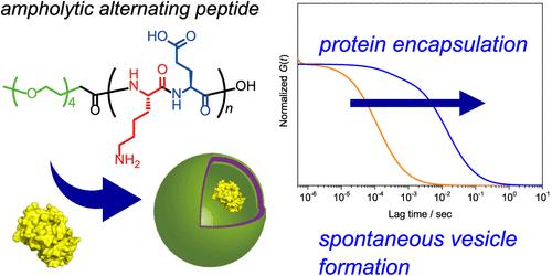 Ampholytic Peptides Consisting of an Alternating Lysine/Glutamic Acid Sequence for the Simultaneous Formation of Polyion Complex Vesicles