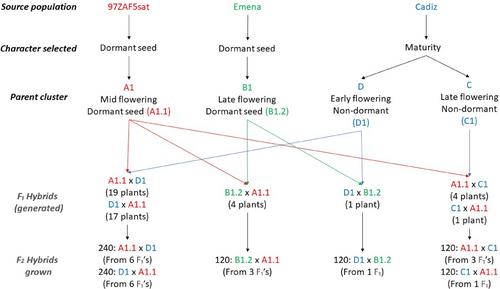 The de-domestication of Ornithopus sativus Brot. to develop cultivars with physical dormancy (hardseed)