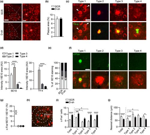 Amygdala neuronal dyshomeostasis via 5-HT receptors mediates mood and cognitive defects in Alzheimer's disease