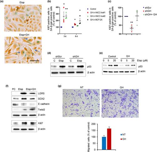 Non-pituitary growth hormone enables colon cell senescence evasion