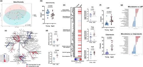 Aging amplifies a gut microbiota immunogenic signature linked to heightened inflammation