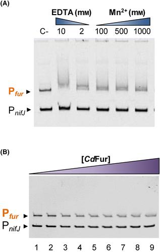 Functional characterization of Fur from the strict anaerobe Clostridioides difficile provides insight into its redox-driven regulatory capacity