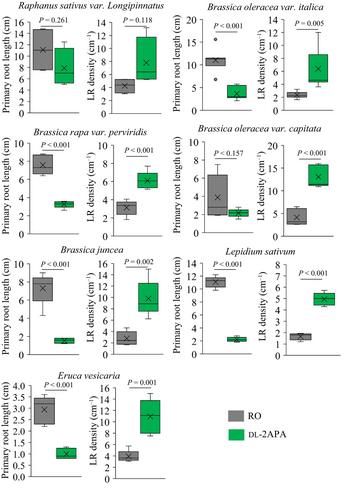 l-2-Aminopimelic acid acts as an auxin mimic to induce lateral root formation across diverse plant species