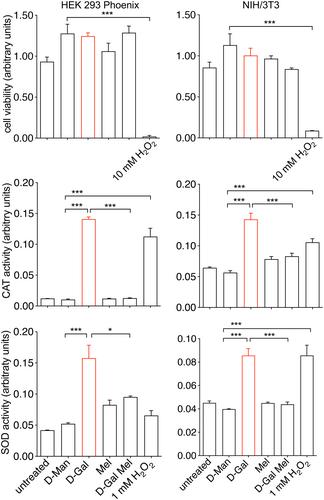 Oxidative stress-related cellular aging causes dysfunction of the Kv3.1/KCNC1 channel reverted by melatonin