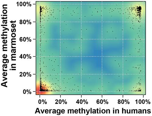 Age-related and species-specific methylation changes in the protein-coding marmoset sperm epigenome