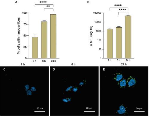 Anti-Inflammatory Potential of Beclometasone-Loaded Filomicelles on Activated Human Monocytes