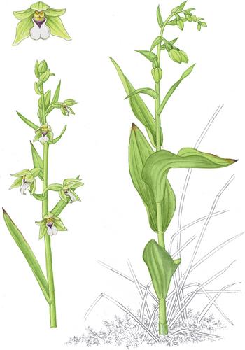 1098. Epipactis dunensis (T.Stephenson & T.A.Stephenson) Godfery